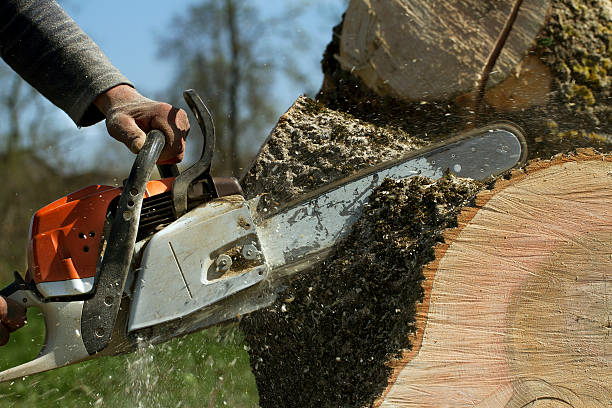 Tree Root Removal in Pahrump, NV